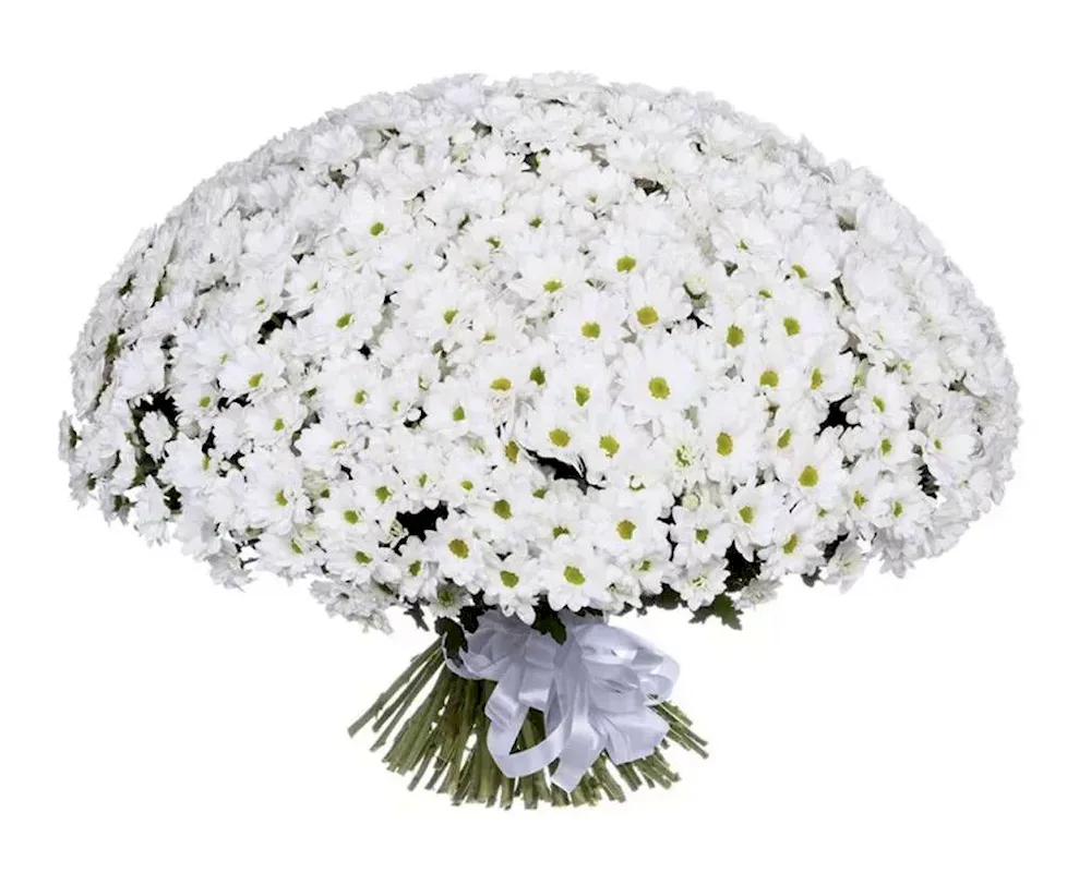 Hamilton bush chrysanthemum