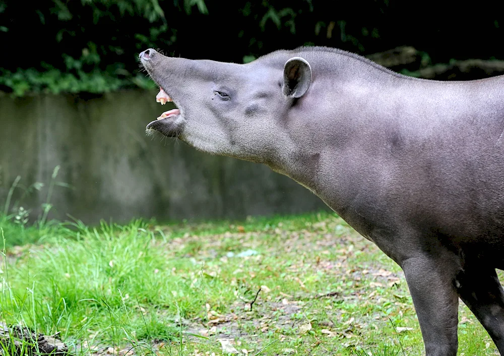 Spotted tapir