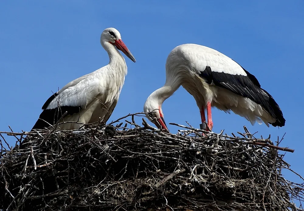 Migratory bird