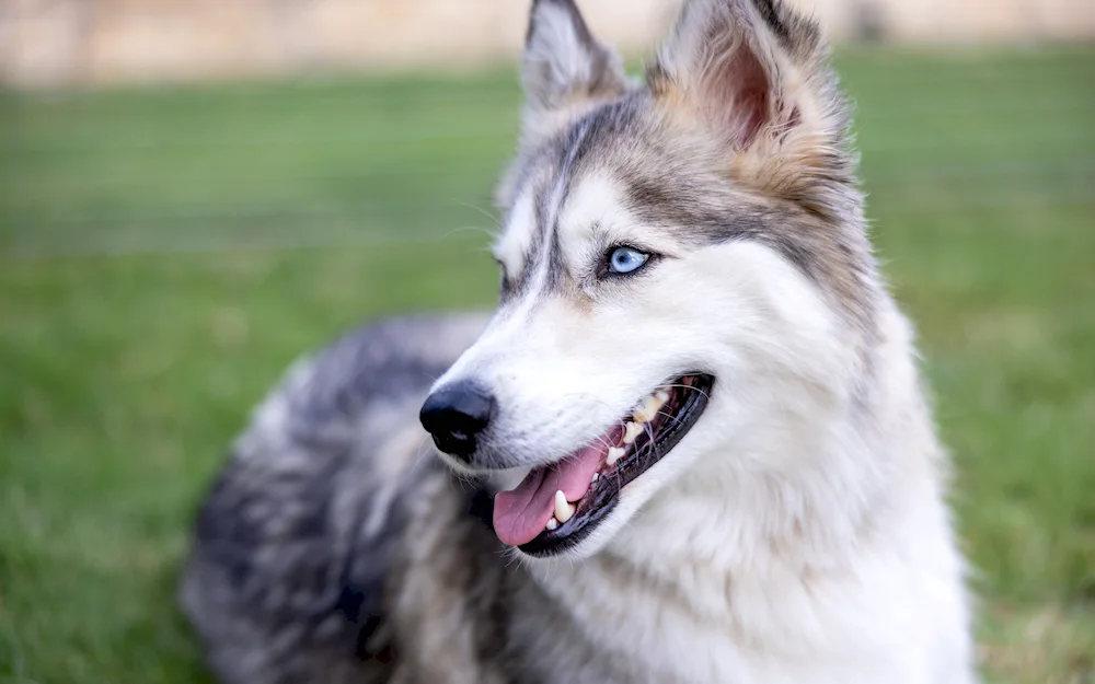 Wolfhound. husky