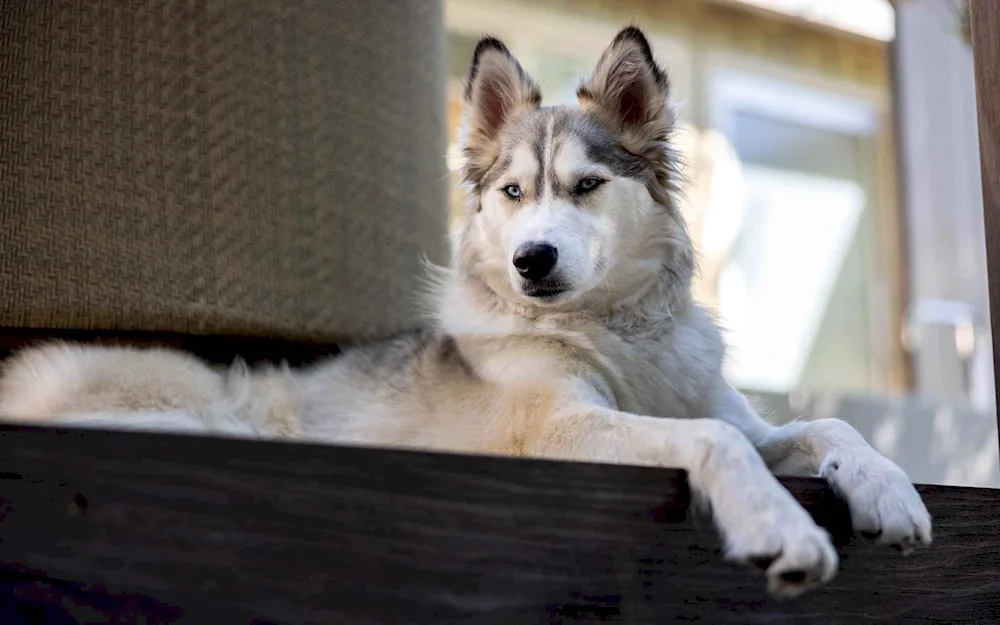 West Siberian husky