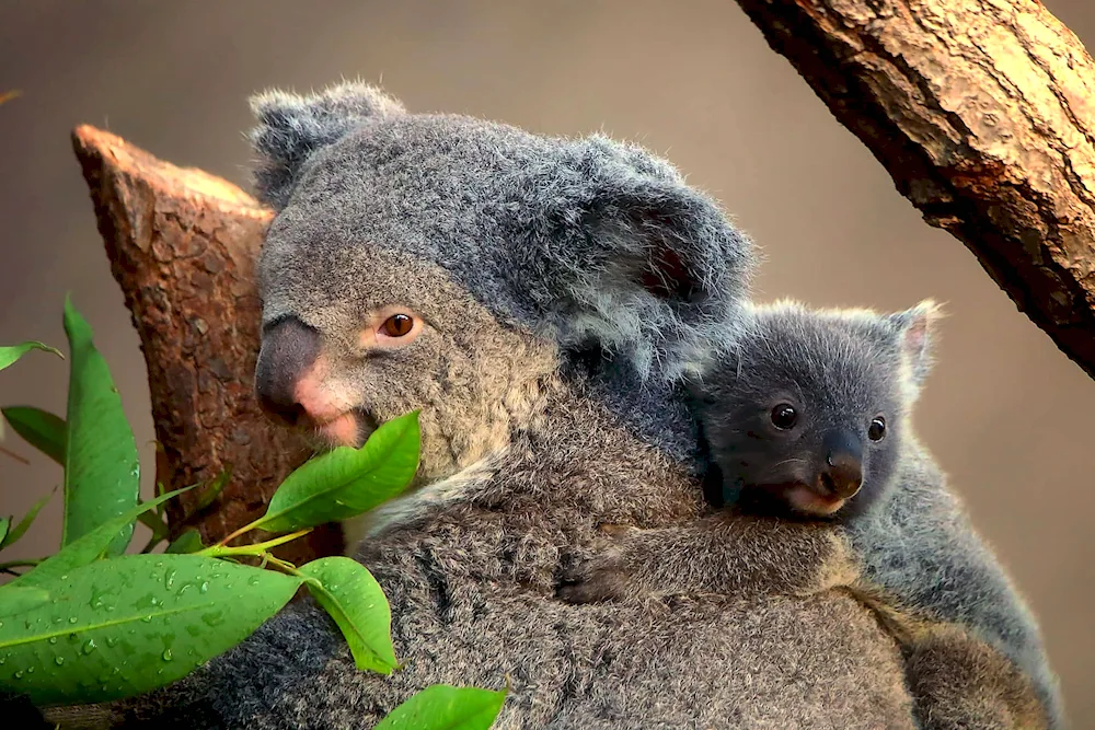 Australia koala