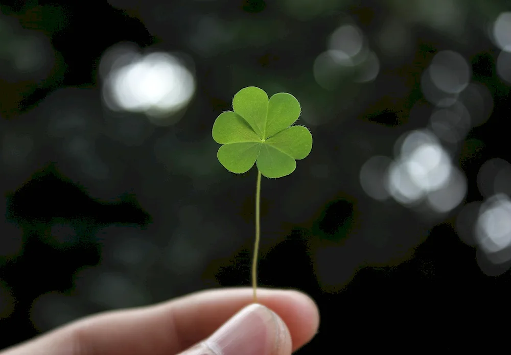 Four-leaf clover symbol