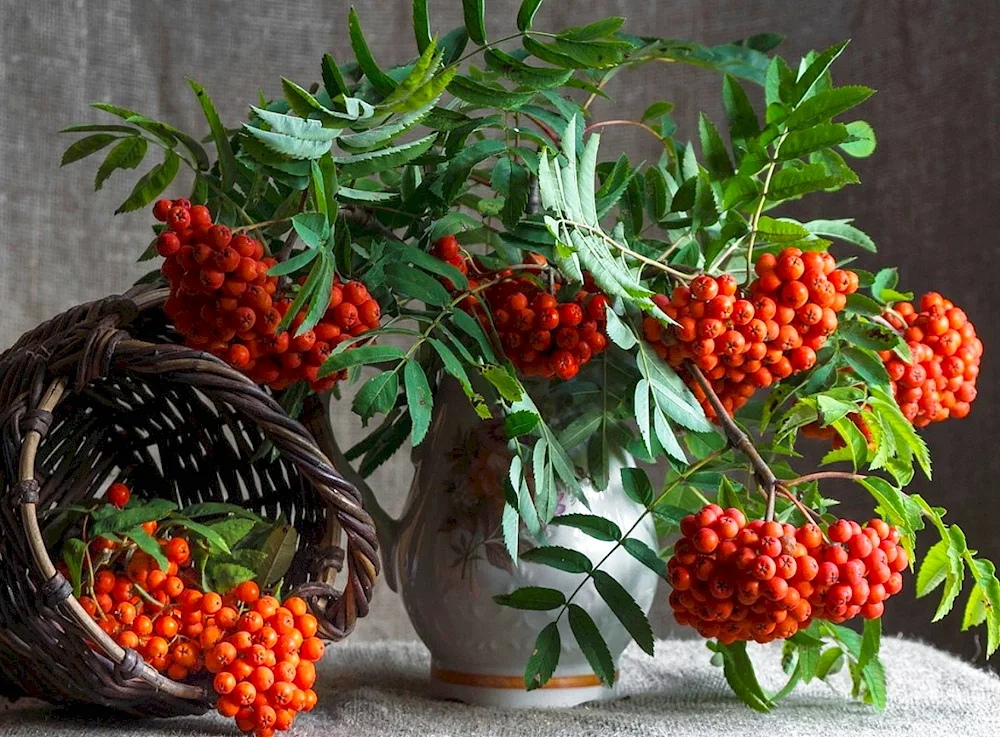9 September rowanberries