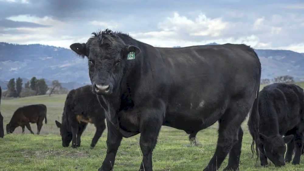 Belgian Blue Cattle