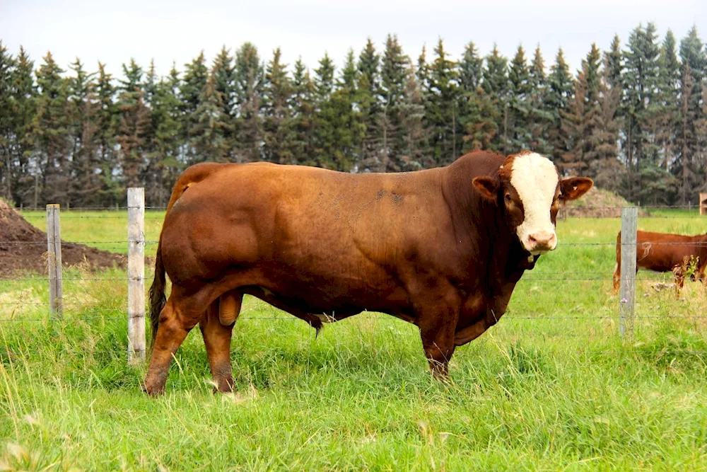 Aberdeen- Angus Hereford Limousin Charolais