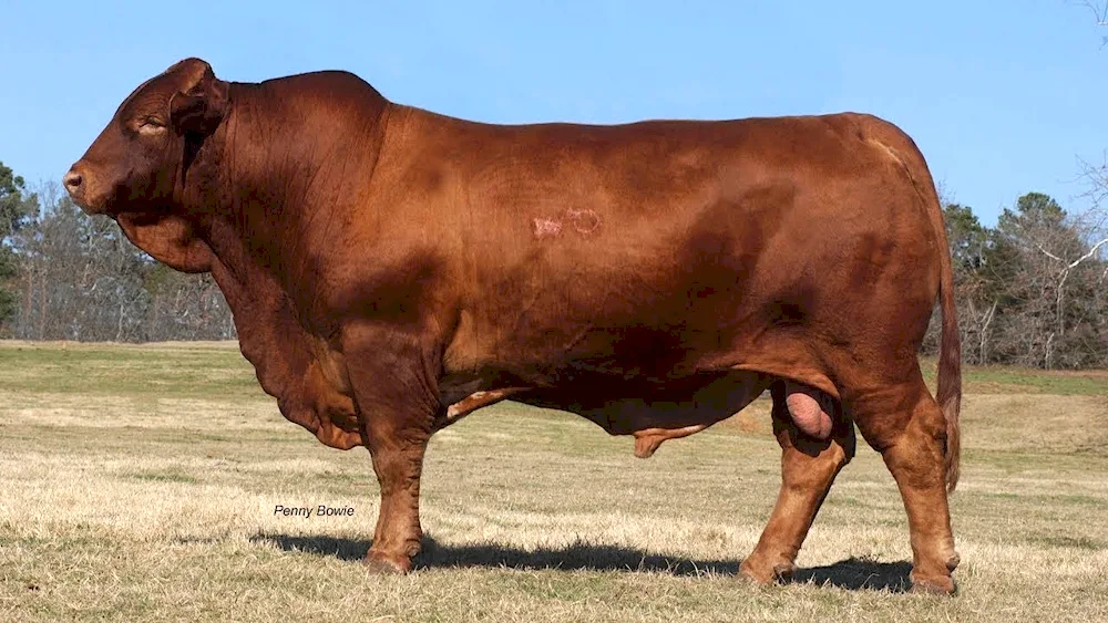 Aberdeen Angus breed of cow