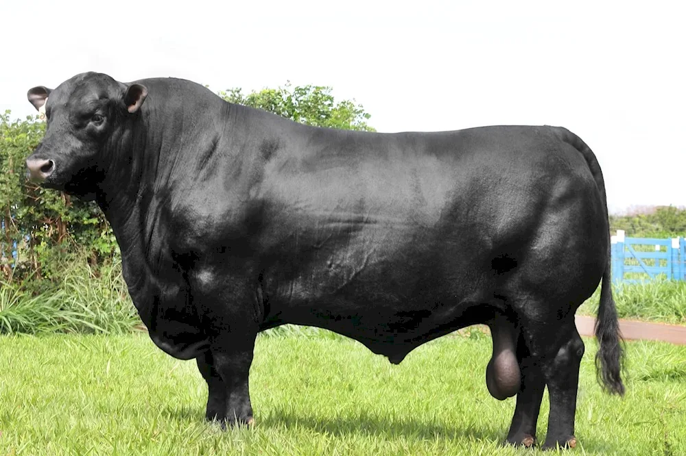 Aberdeen-Angus cow breed