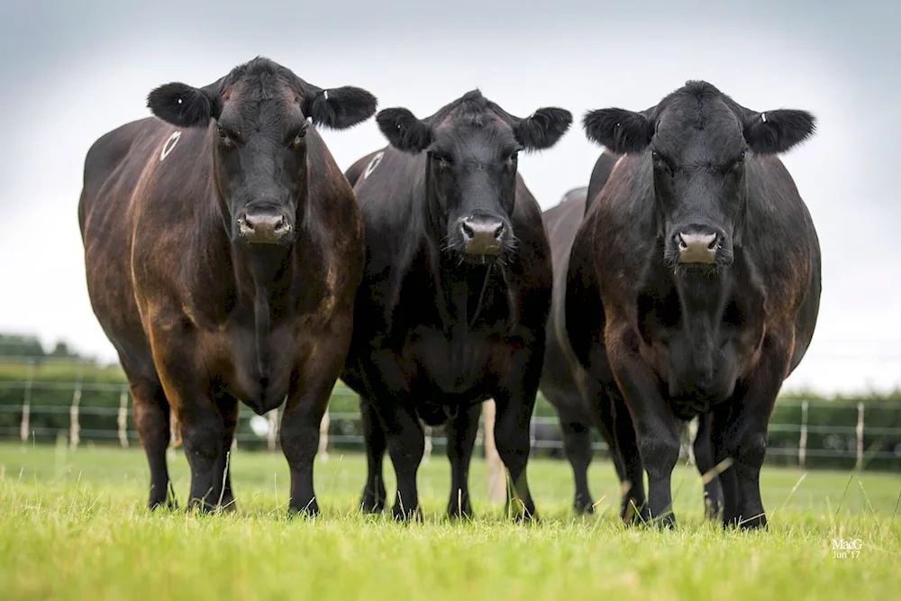 Aberdeen Black Angus