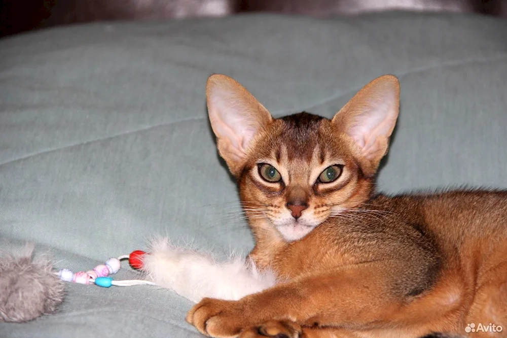 Abyssinian Bengal mix