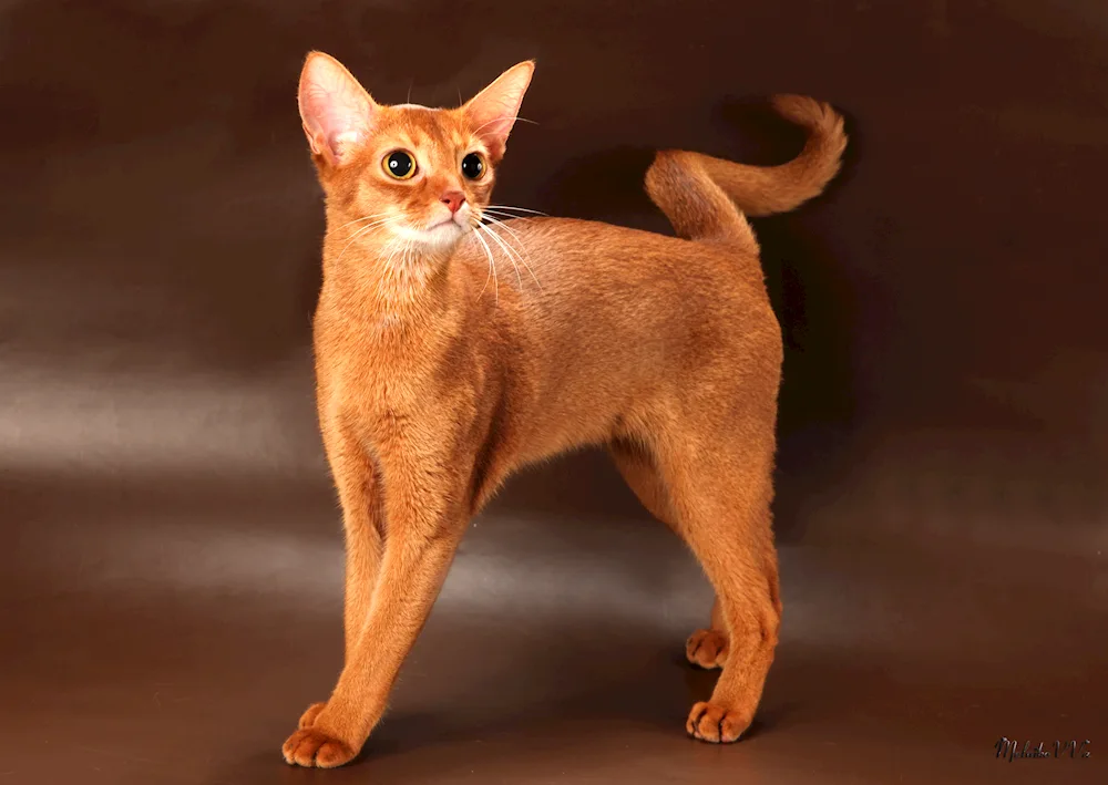 Abyssinian cat