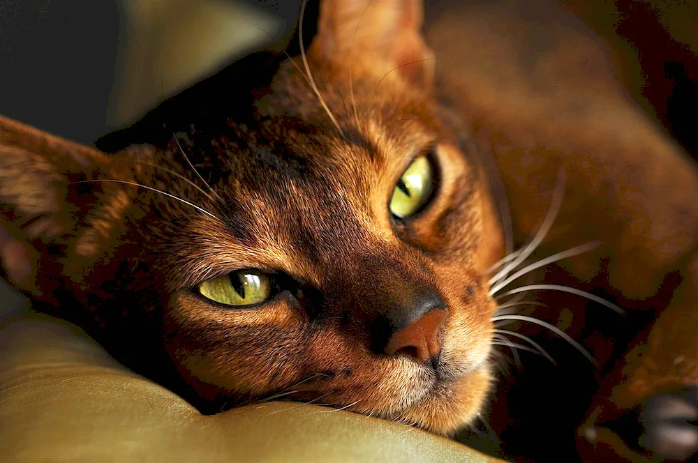 Abyssinian cat