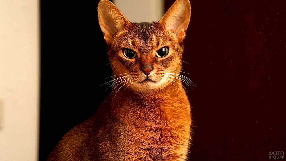 Siamese albino cat