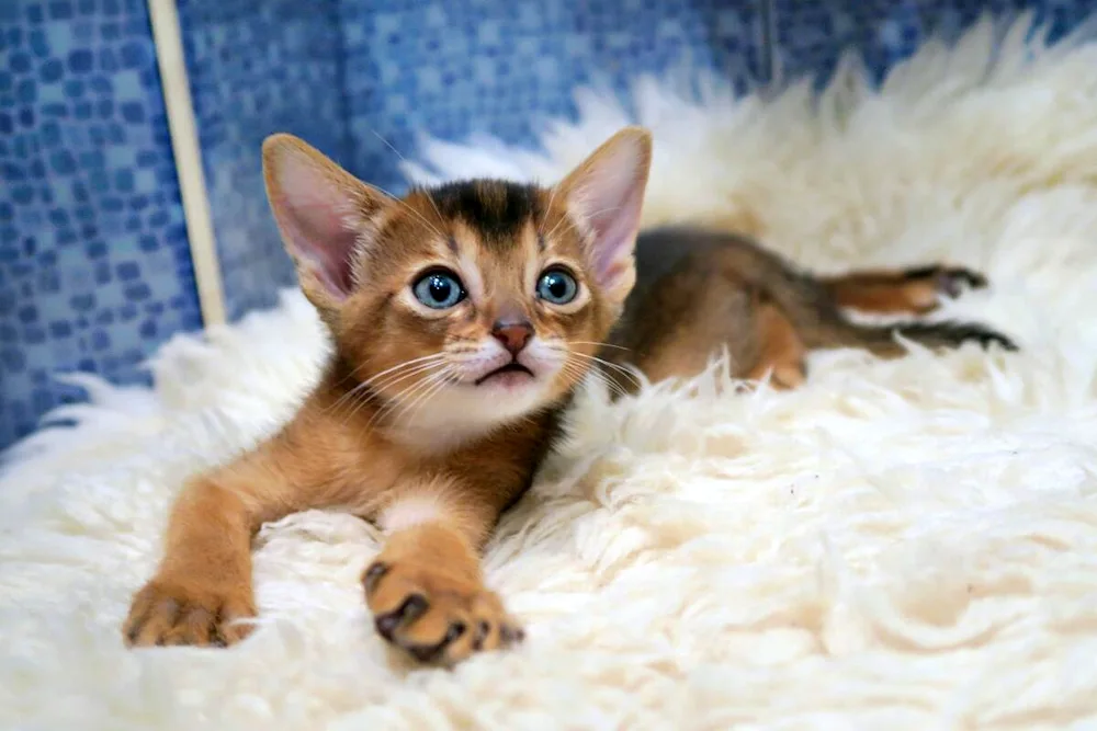 Abyssinian cat