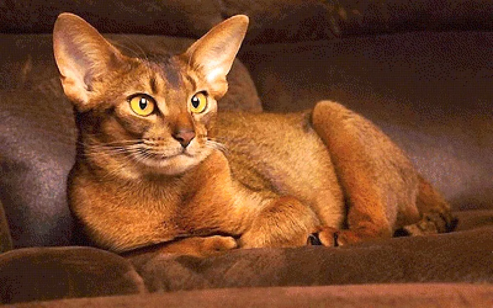 Devon rex