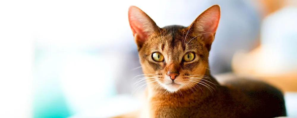 Abyssinian blue cat