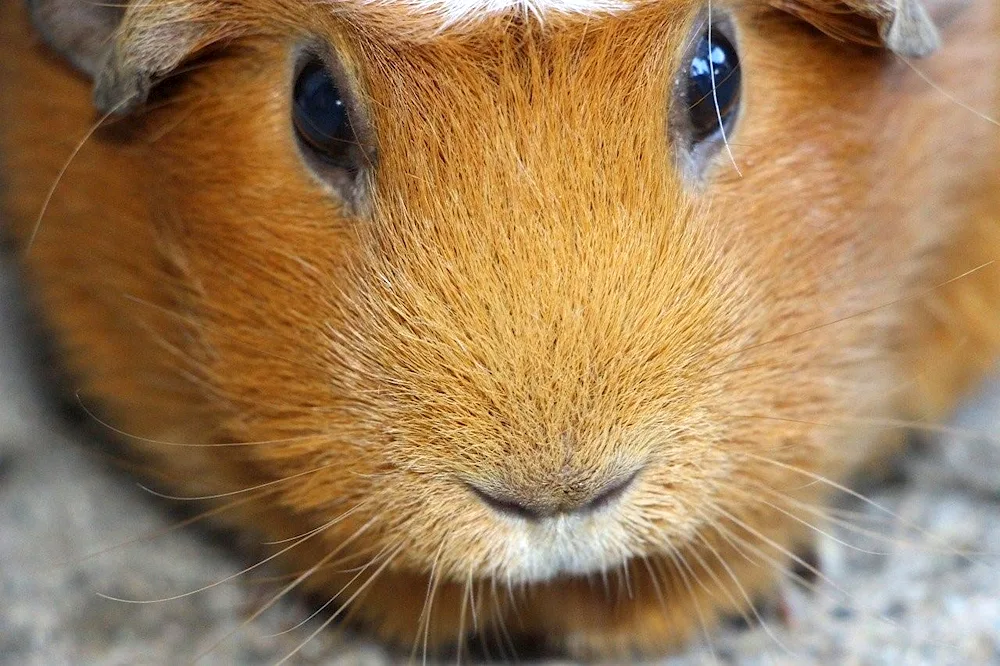 Abyssinian guinea pig