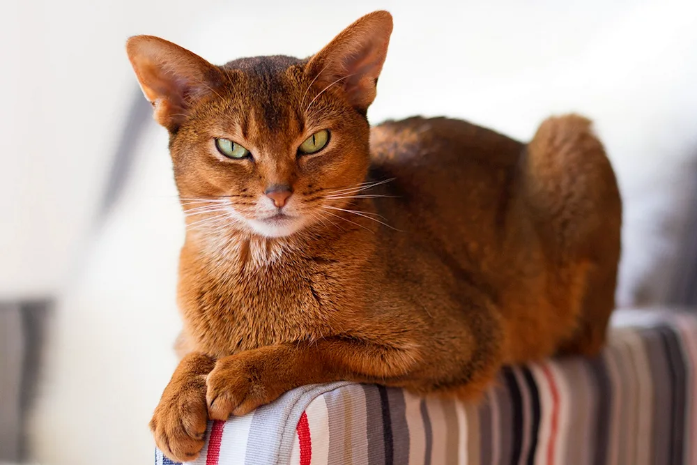 Abyssinian cat