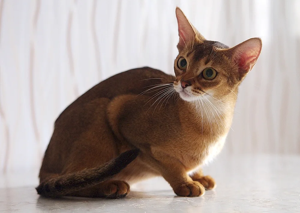 Abyssinian cat breed