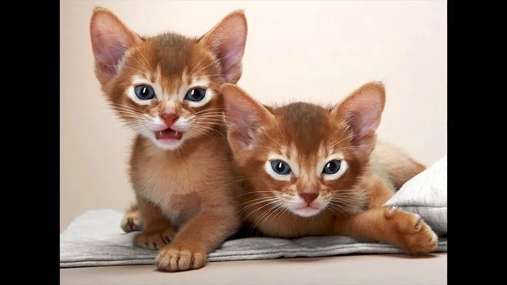 Abyssinian cat breed