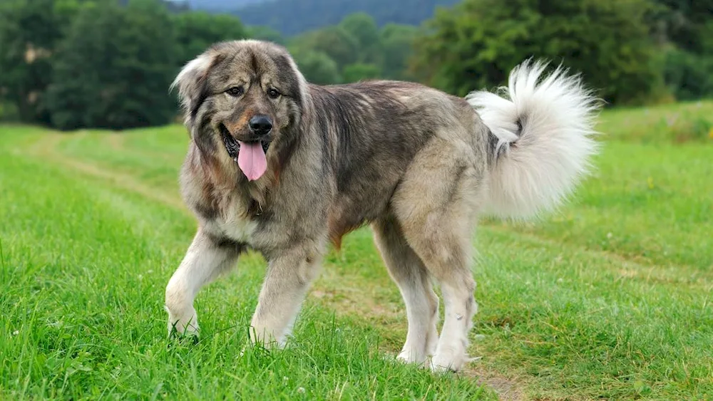 Old English sheepdog bobtail