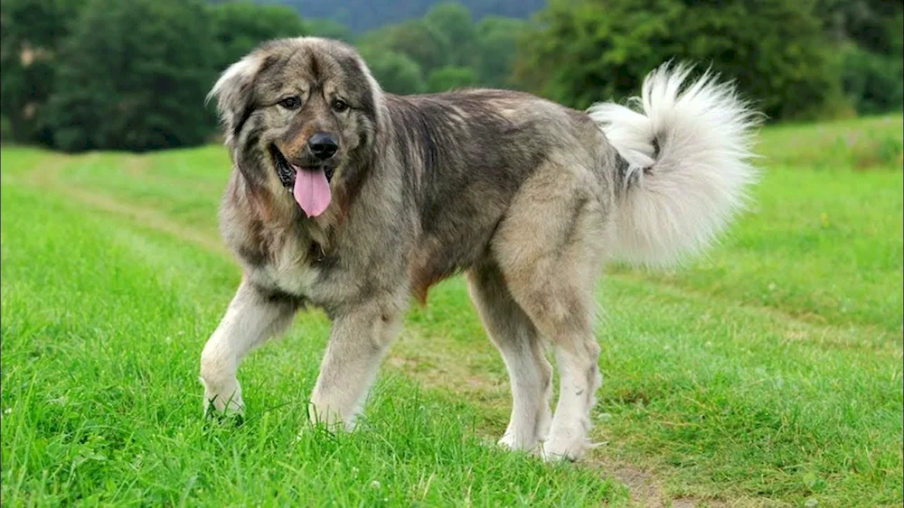 Tibetan dog. Mastiff