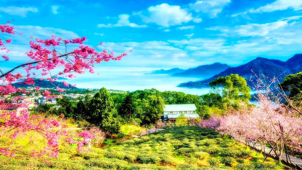Abricot Valley China