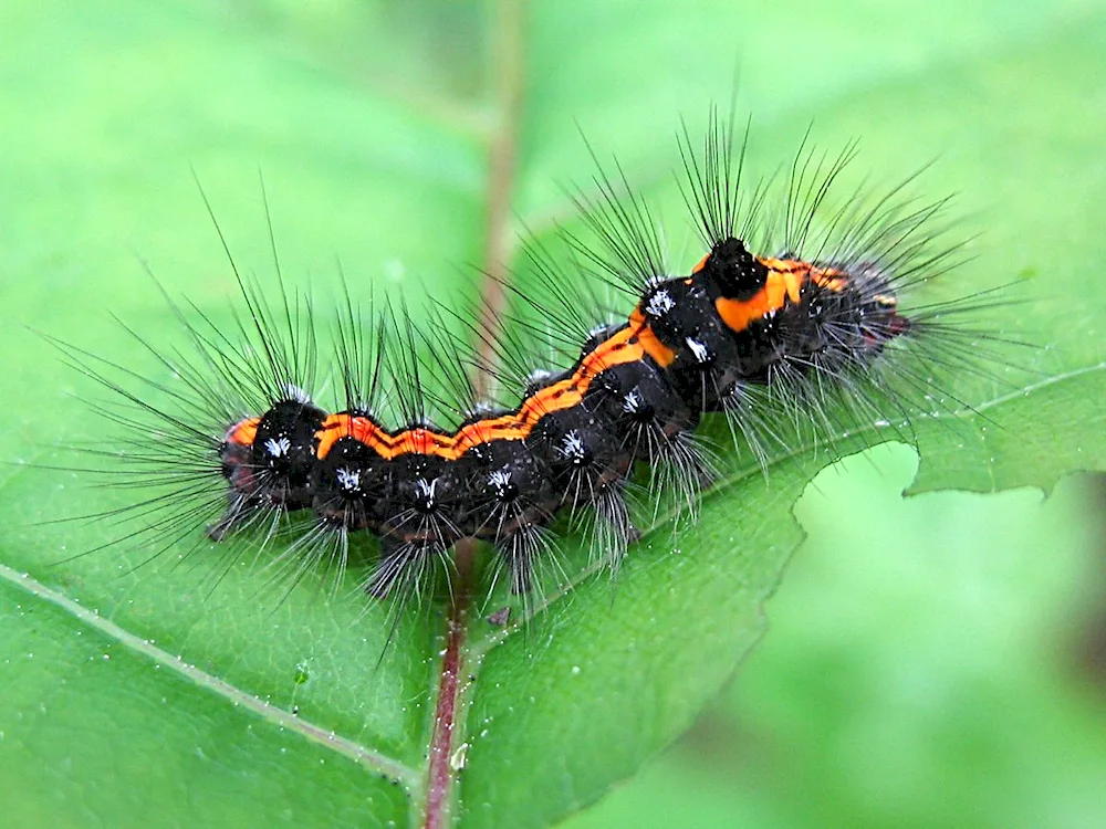 Acronicta maple caterpillar