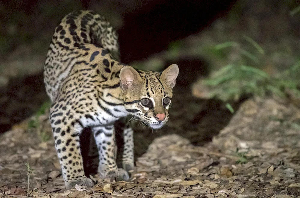 Ocelot cat