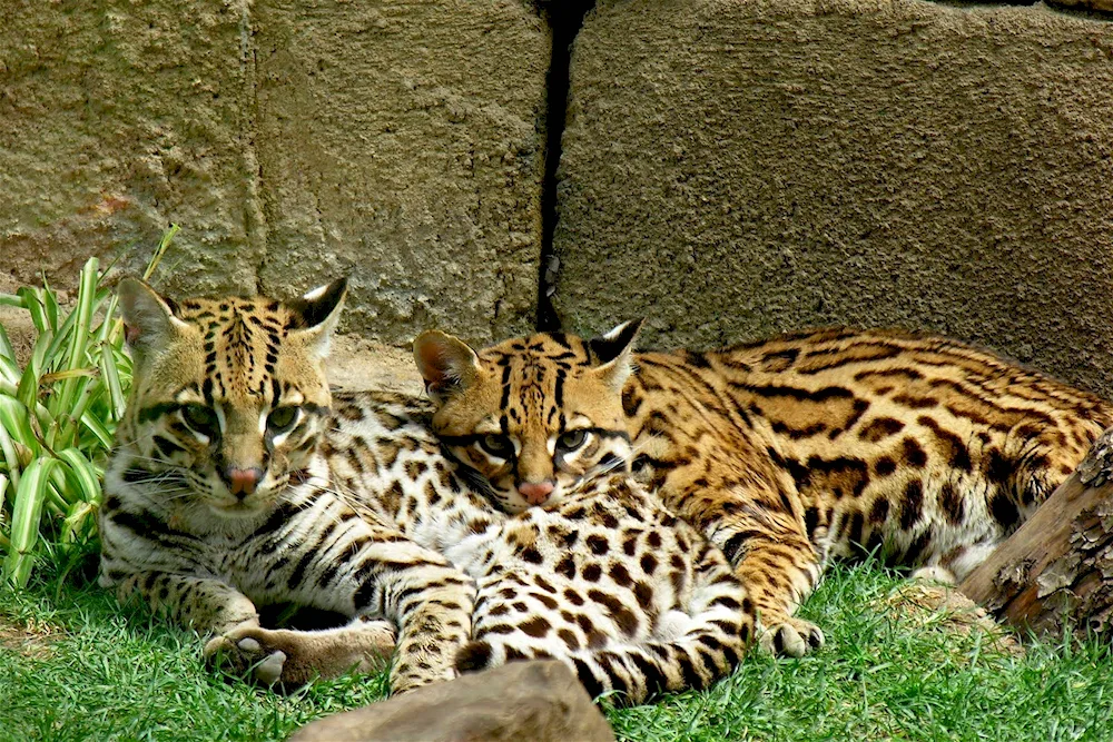 Leopard cat Ocelot