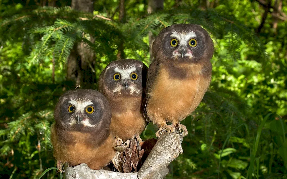 Bearded Owl chick. owl