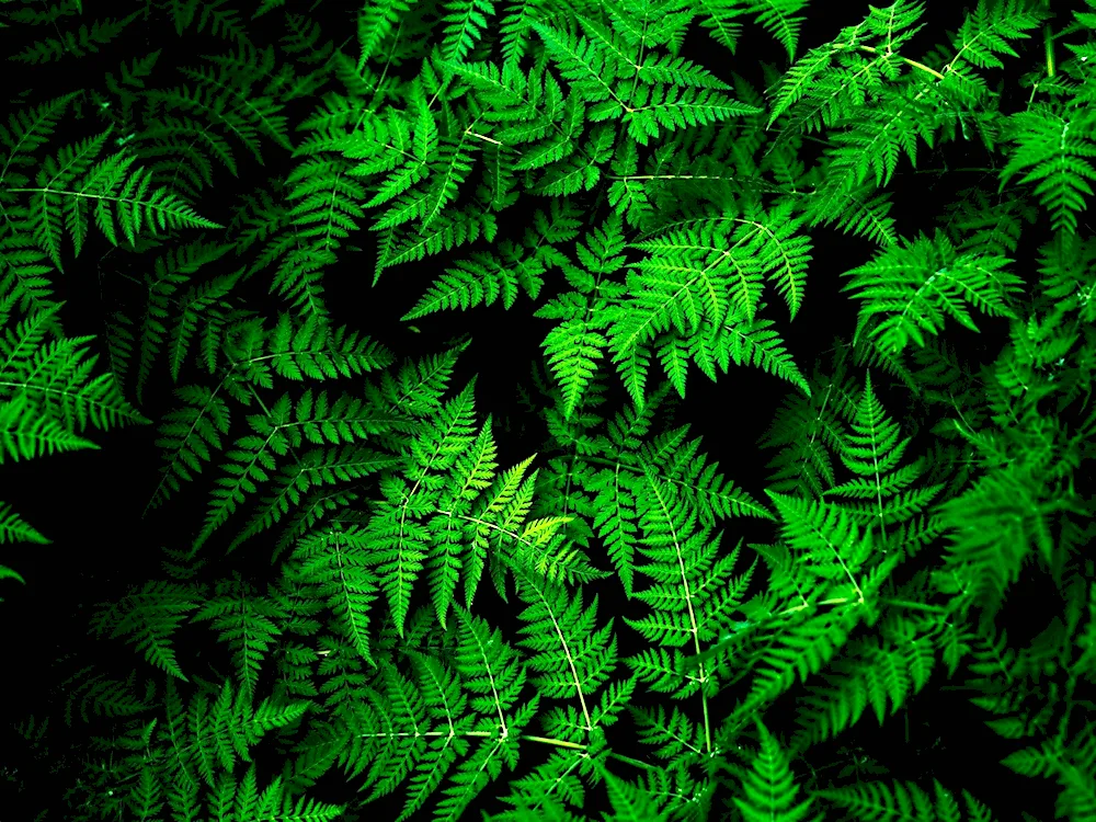 Aesthetic emerald fern