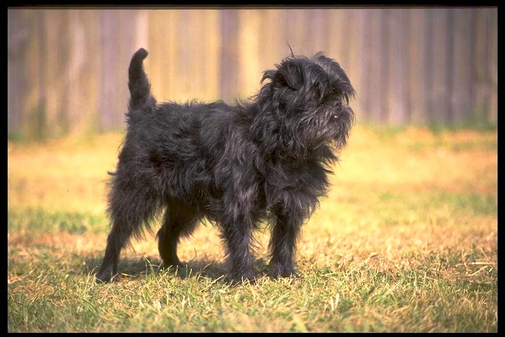 Affenpinscher