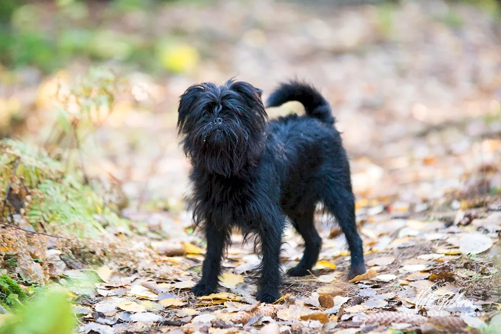 Affenpinscher Monkey pinscher