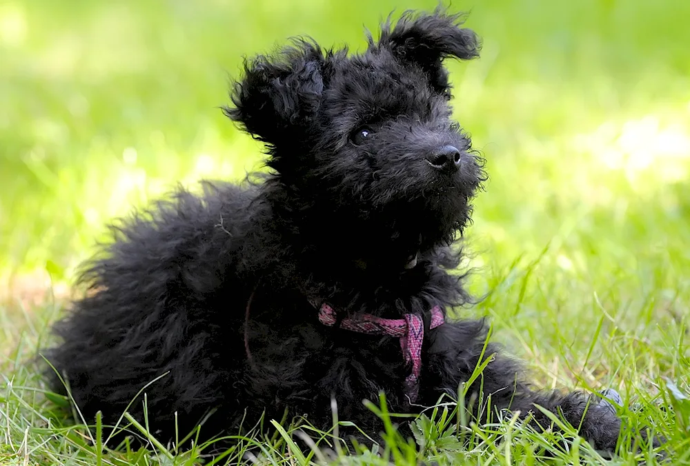 Affenpinscher terrier