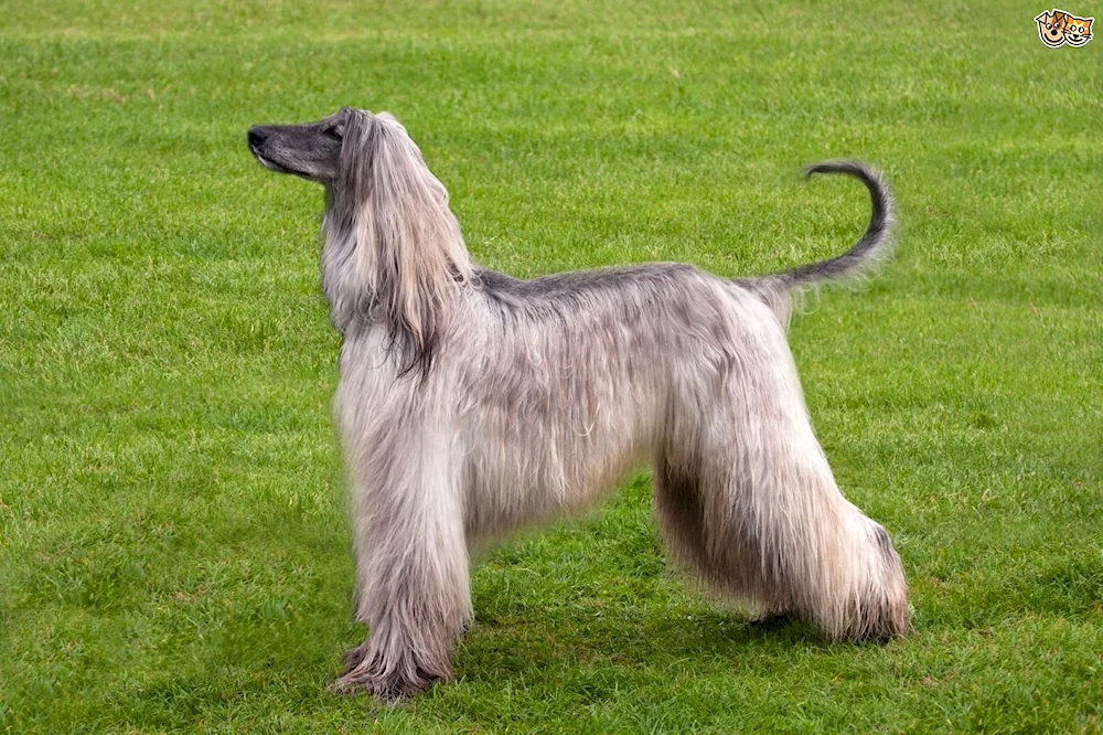 Afghan long-haired greyhound