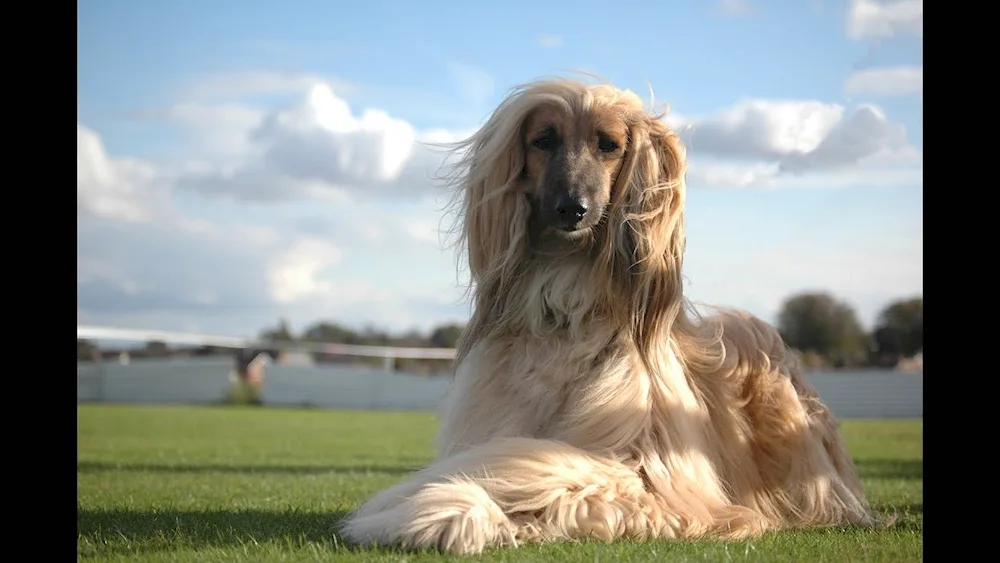 Afghan Greyhound long-haired