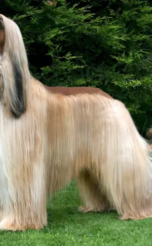 Afghan greyhound sheepdog