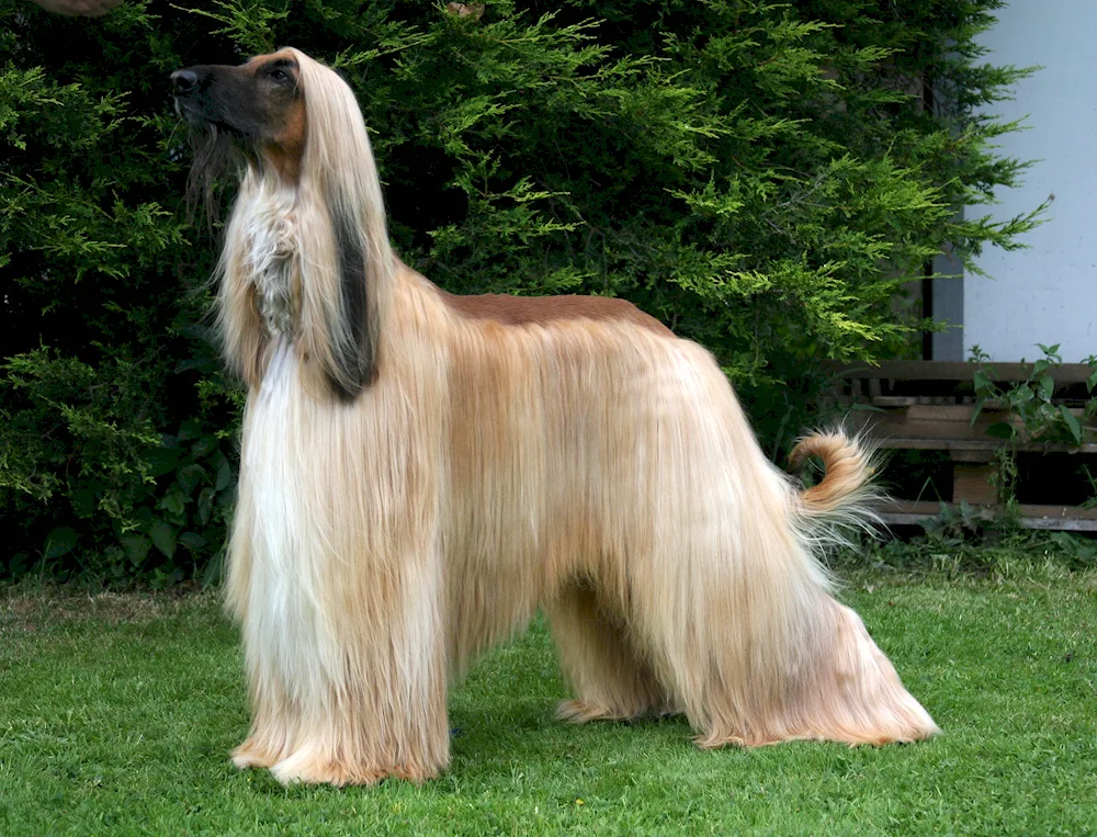 Afghan greyhound sheepdog