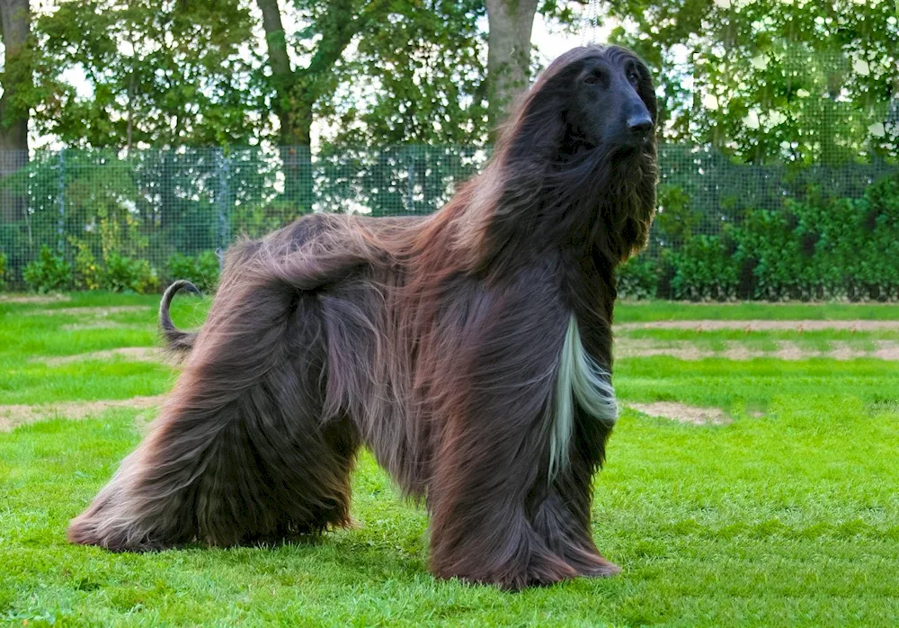 Afghan greyhound sheepdog