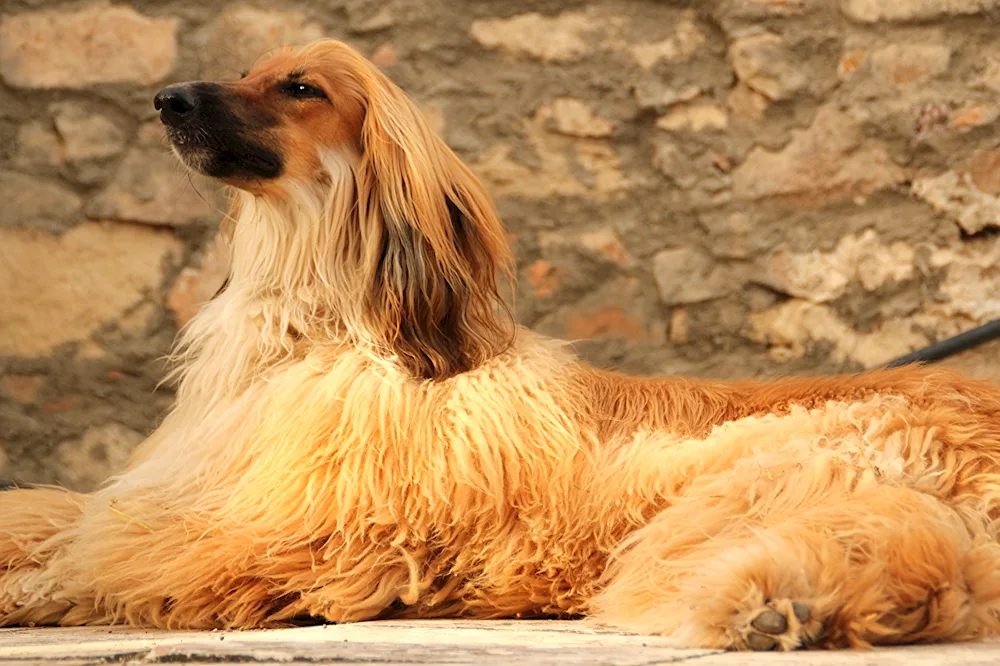 Afghan Greyhound sheepdog