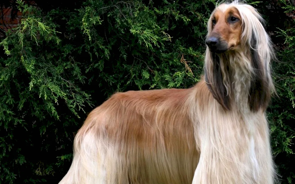 Afghan greyhound sheepdog