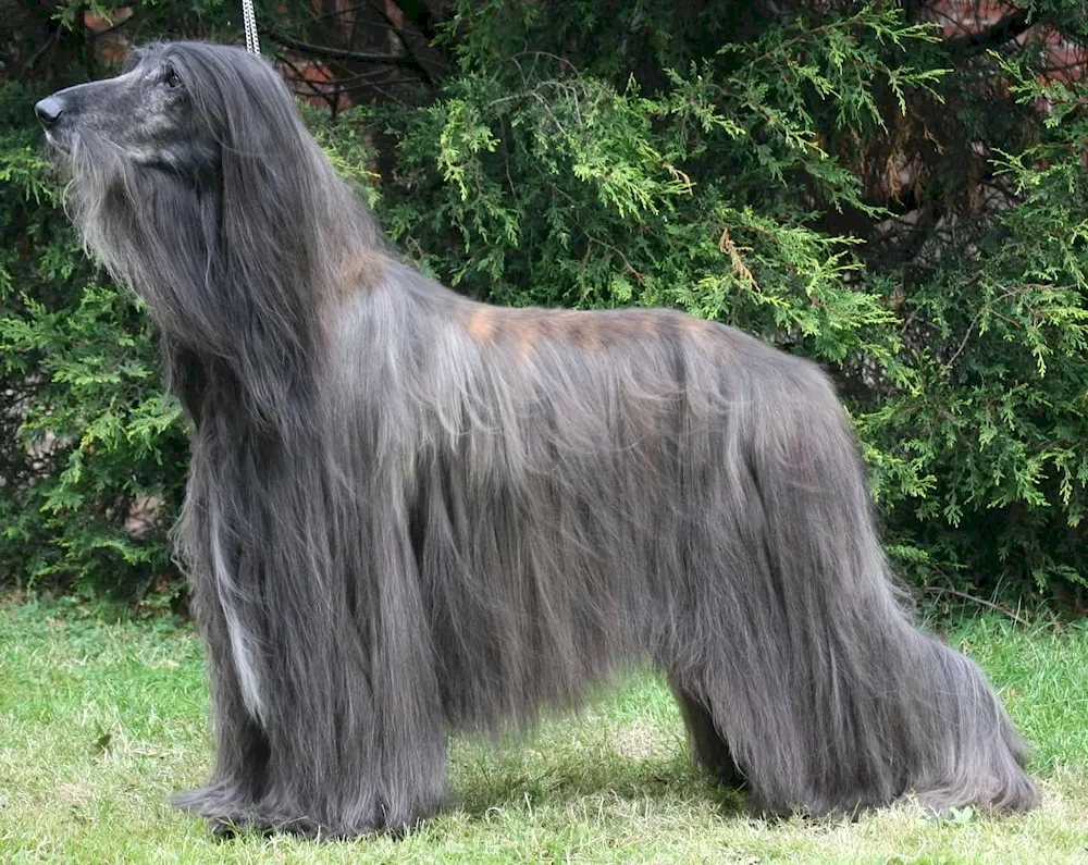 Afghan Shepherd Dog