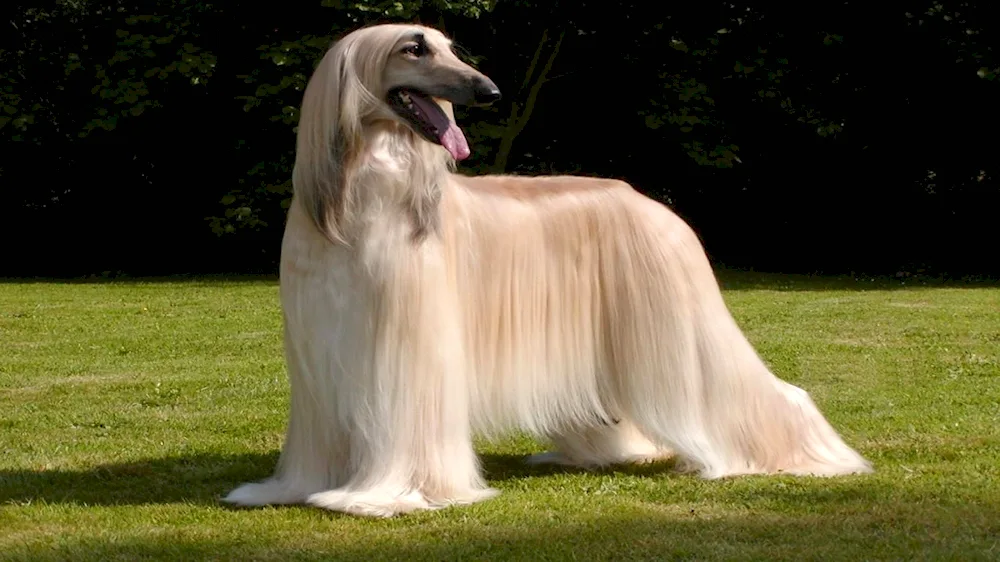 Afghan Hound Greyhound