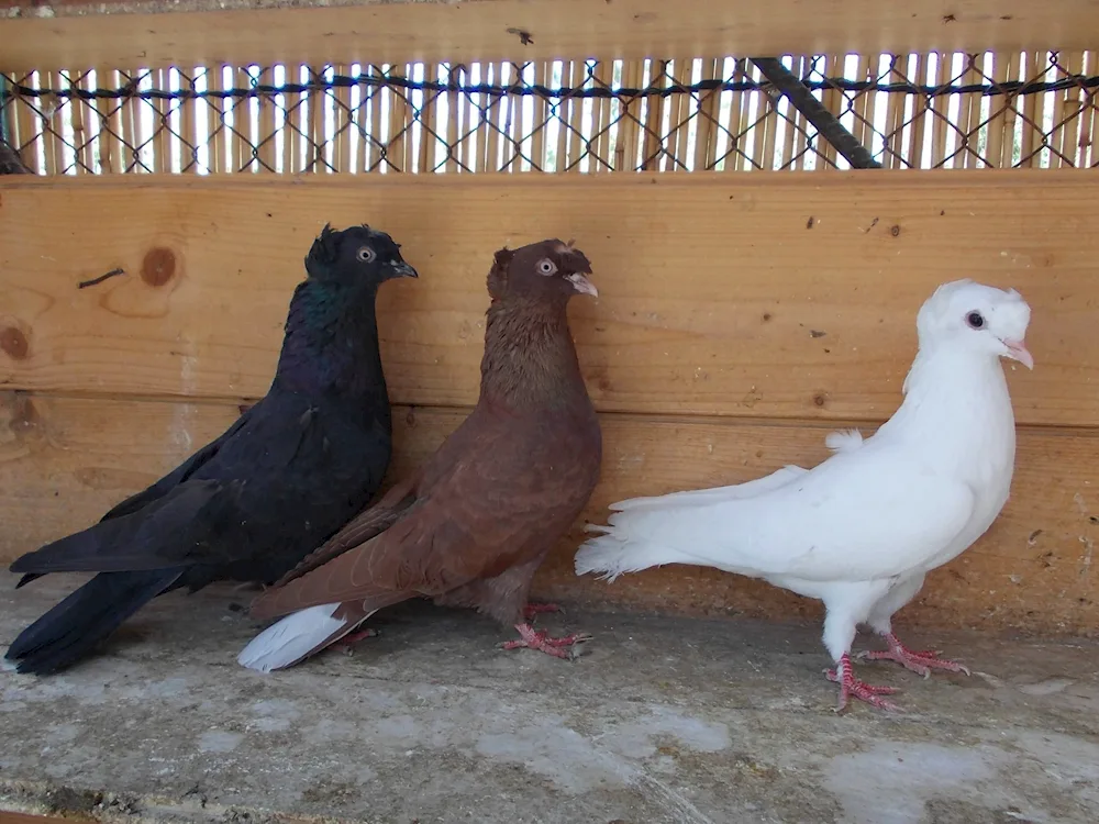 Central Asian double-stuffed fighting pigeons 2022