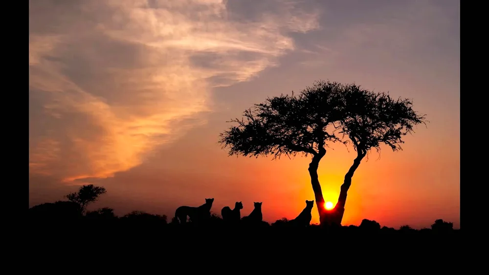 Africa desert Savannah jungle