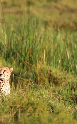 Africa Savannah cheetah