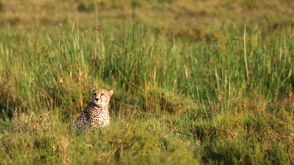 Africa Savannah cheetah