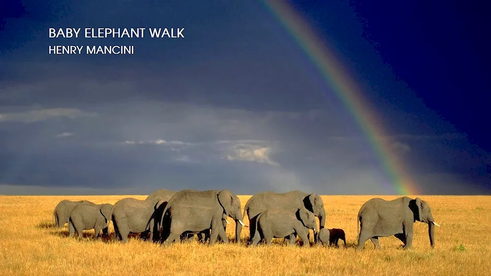 Artistic elephants