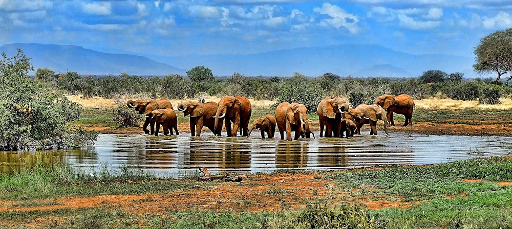 Lions in the savannah